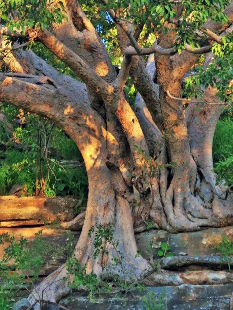 Mundulea Nature Reserve - A Jewel in the Otavi Mountains